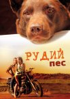 Рудий пес
