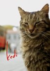Королівство котів